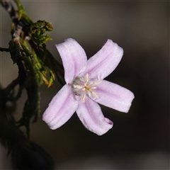 Philotheca salsolifolia subsp. salsolifolia at Ku-Ring-Gai Chase, NSW - 19 Jul 2025 by RobG1
