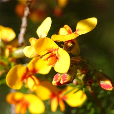 Dillwynia sericea at Ku-Ring-Gai Chase, NSW - 19 Jul 2025 by RobG1