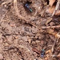 Rhytidoponera metallica (Greenhead ant) at Latham, ACT - Today by Caric