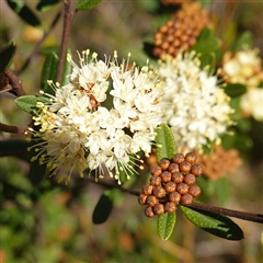 Phebalium squamulosum subsp. squamulosum at Ku-Ring-Gai Chase, NSW - 19 Jul 2025 by RobG1