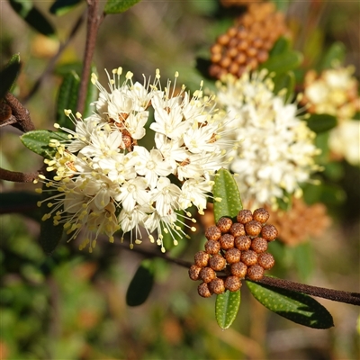 Phebalium squamulosum subsp. squamulosum at Ku-Ring-Gai Chase, NSW - 19 Jul 2025 by RobG1