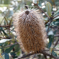 Banksia oblongifolia at Ku-Ring-Gai Chase, NSW - 19 Jul 2025 by RobG1