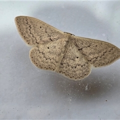 Scopula liotis at Isaacs, ACT - Today by Mike