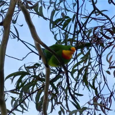 Polytelis swainsonii at Phillip, ACT - 15 Jul 2025 by RobG1