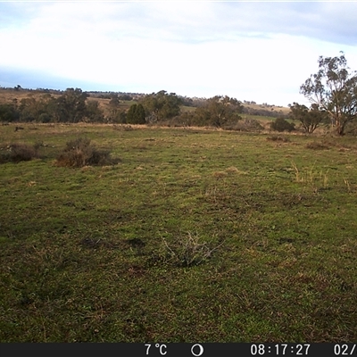 Macropus giganteus at Crowther, NSW - 2 Jul 2025 by Frecko