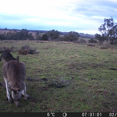 Macropus giganteus at Crowther, NSW - 2 Jul 2025 by Frecko