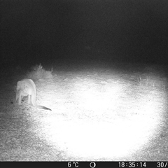 Macropus giganteus at Crowther, NSW - 30 Jun 2025 by Frecko