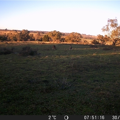 Macropus giganteus at Crowther, NSW - 30 Jun 2025 by Frecko