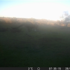Macropus giganteus at Crowther, NSW - 28 Jun 2025 by Frecko
