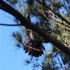 Calyptorhynchus lathami lathami at Larbert, NSW - 16 Jul 2025 by RobG1