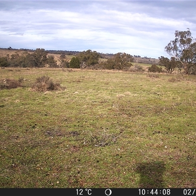 Gymnorhina tibicen at Crowther, NSW - 2 Jul 2025 by Frecko