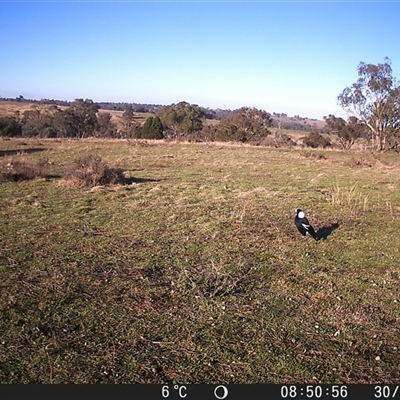 Gymnorhina tibicen at Crowther, NSW - 30 Jun 2025 by Frecko