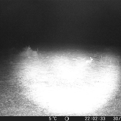 Oryctolagus cuniculus at Crowther, NSW - 30 Jun 2025 by Frecko