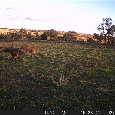 Macropus giganteus at Crowther, NSW - 2 Jul 2025 by Frecko