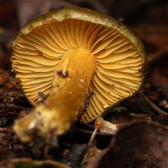 Unverified Fungus at Paddys River, ACT - 20 Jul 2025 by KarinNeufeld