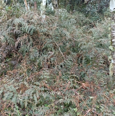 Pteridium esculentum at Deer Vale, NSW - Today by jason_john