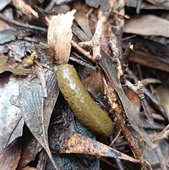 Phascolarctos cinereus at Deer Vale, NSW - Today by jason_john