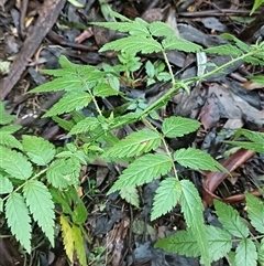 Rubus parvifolius at Deer Vale, NSW - Today by jason_john