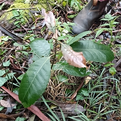Schizomeria ovata at Deer Vale, NSW - Today by jason_john