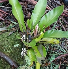 Unverified Plant at Deer Vale, NSW - Today by jason_john