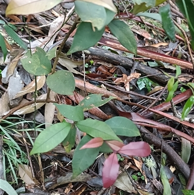 Unverified Plant at Deer Vale, NSW - Today by jason_john
