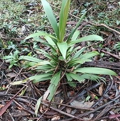 Unverified Plant at Deer Vale, NSW - Today by jason_john