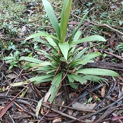 Unverified Plant at Deer Vale, NSW - Today by jason_john