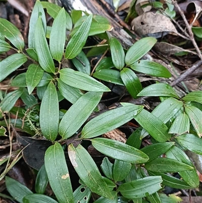 Unverified Plant at Deer Vale, NSW - Today by jason_john