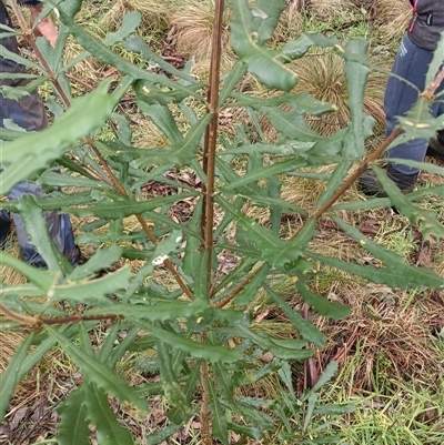 Banksia integrifolia subsp. integrifolia at Deer Vale, NSW - Today by jason_john