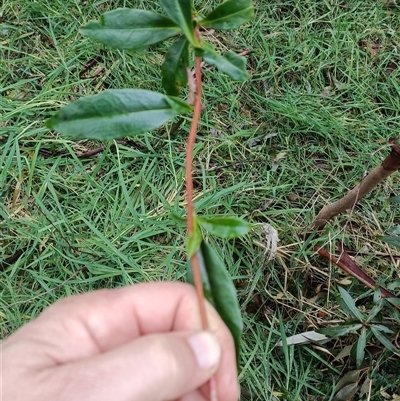 Unverified Plant at Deer Vale, NSW - Today by jason_john