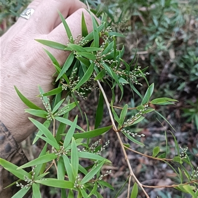 Acrotriche aggregata at Deer Vale, NSW - Yesterday by jason_john