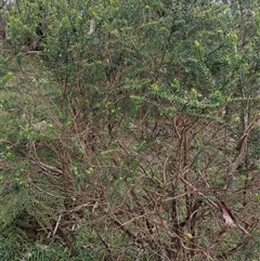 Ozothamnus diosmifolius at Deer Vale, NSW - Yesterday by jason_john
