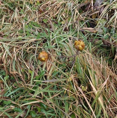 Unverified Plant at Deer Vale, NSW - Yesterday by jason_john