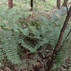 Cyathea australis subsp. australis at Deer Vale, NSW - Yesterday by jason_john