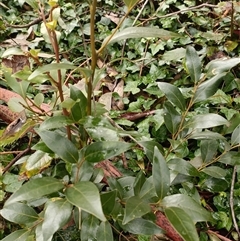Cryptocarya triplinervis var. triplinervis at Deer Vale, NSW - Yesterday by jason_john