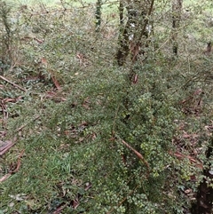Pittosporum multiflorum at Deer Vale, NSW - Yesterday by jason_john