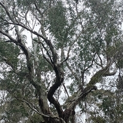 Unverified Gum Tree at Deer Vale, NSW - Yesterday by jason_john
