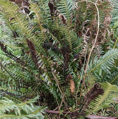 Unverified Fern or Clubmoss at Deer Vale, NSW - Yesterday by jason_john