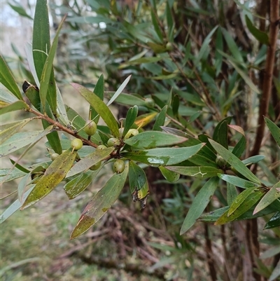 Persoonia linearis at Deer Vale, NSW - Yesterday by jason_john