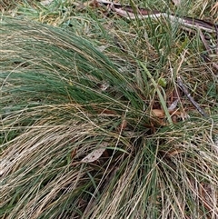 Poa (genus) at Deer Vale, NSW - Yesterday by jason_john