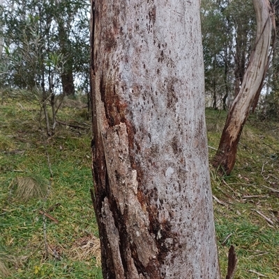 Eucalyptus pauciflora at Deer Vale, NSW - Yesterday by jason_john