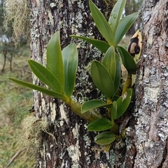Unverified Orchid at Deer Vale, NSW - Yesterday by jason_john