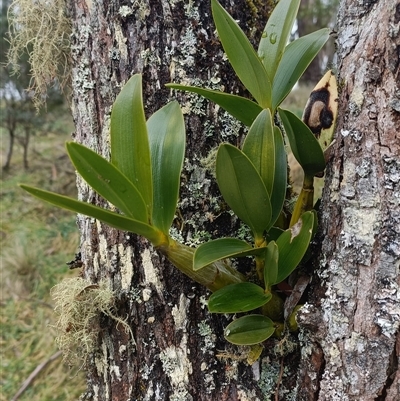 Unverified Orchid at Deer Vale, NSW - Yesterday by jason_john