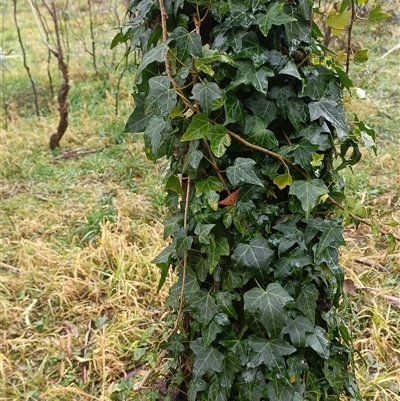 Hedera sp. at Deer Vale, NSW - Yesterday by jason_john