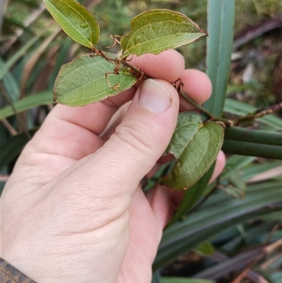 Smilax australis at Deer Vale, NSW - Yesterday by jason_john