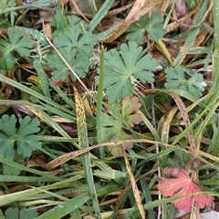 Unverified Other Wildflower or Herb at Deer Vale, NSW - Yesterday by jason_john