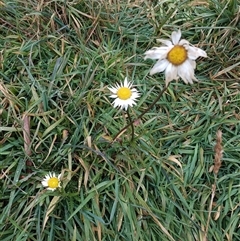 Unverified Daisy at Deer Vale, NSW - Yesterday by jason_john