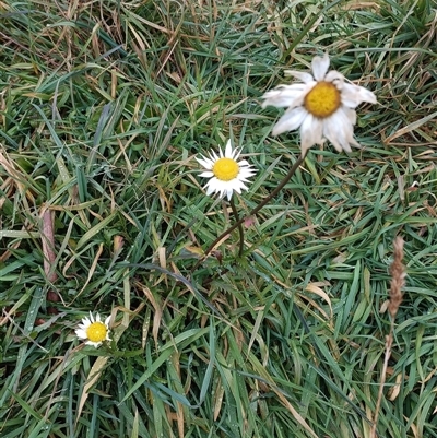Unverified Daisy at Deer Vale, NSW - Yesterday by jason_john