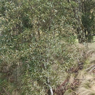 Tasmannia insipida at Deer Vale, NSW - Yesterday by jason_john