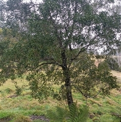 Unverified Other Shrub at Deer Vale, NSW - Yesterday by jason_john